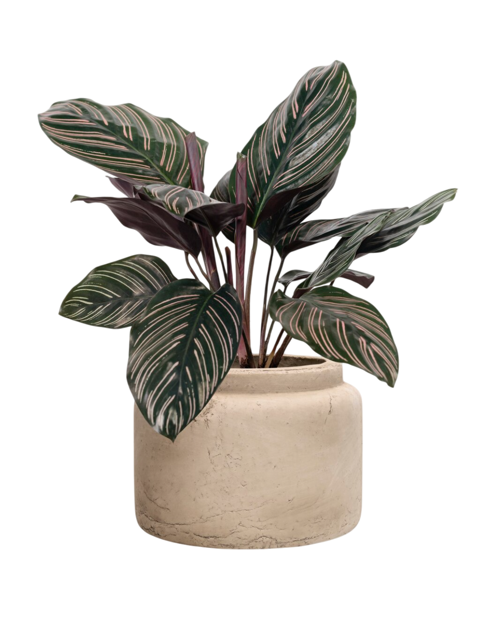 أجلونيما وعاء 9 ألوان