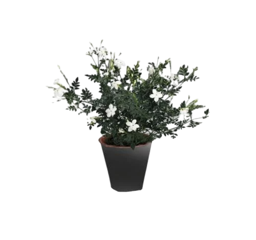 الياسمين الشائع