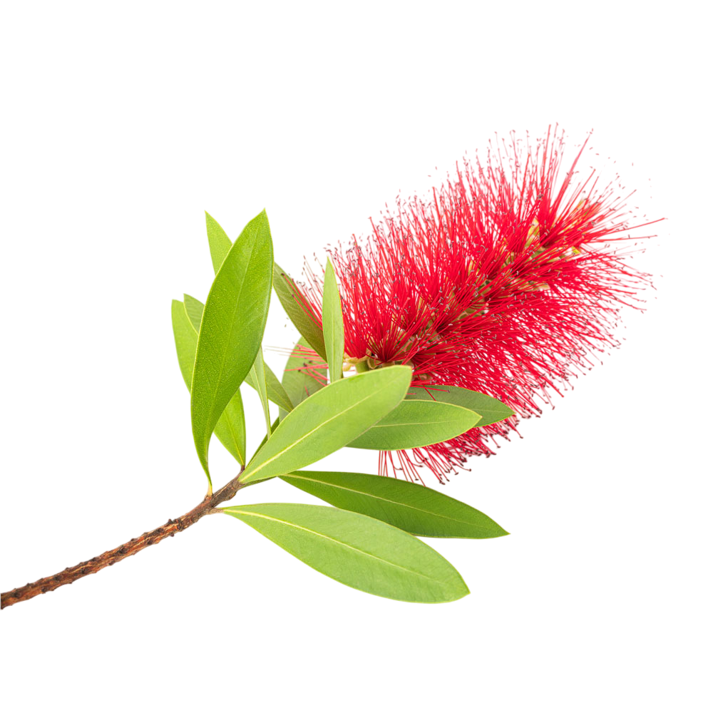 ميليلوكا فيميناليس