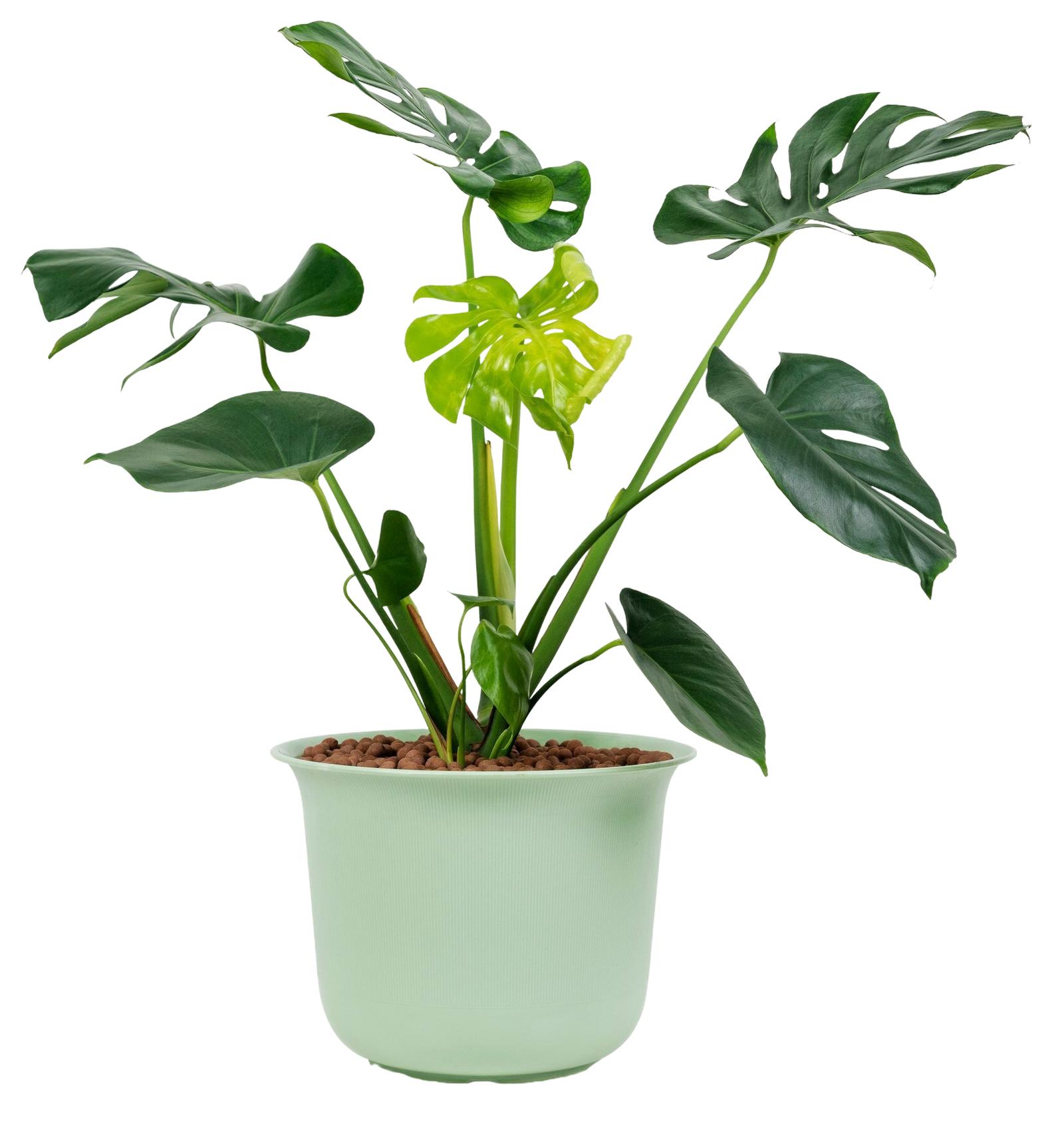 ألوكاسيا وعاء 16