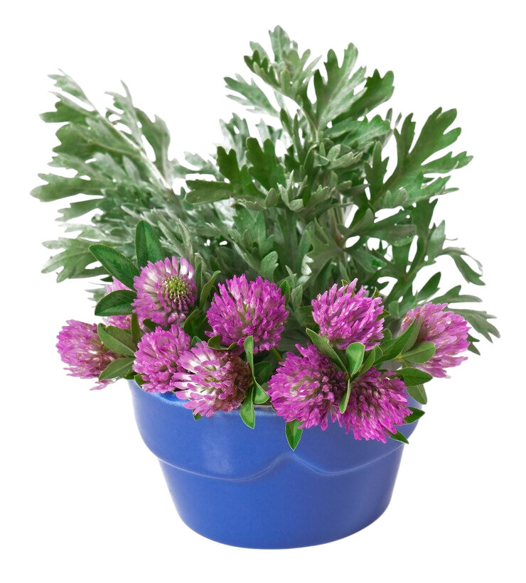 أليسوم وعاء 9