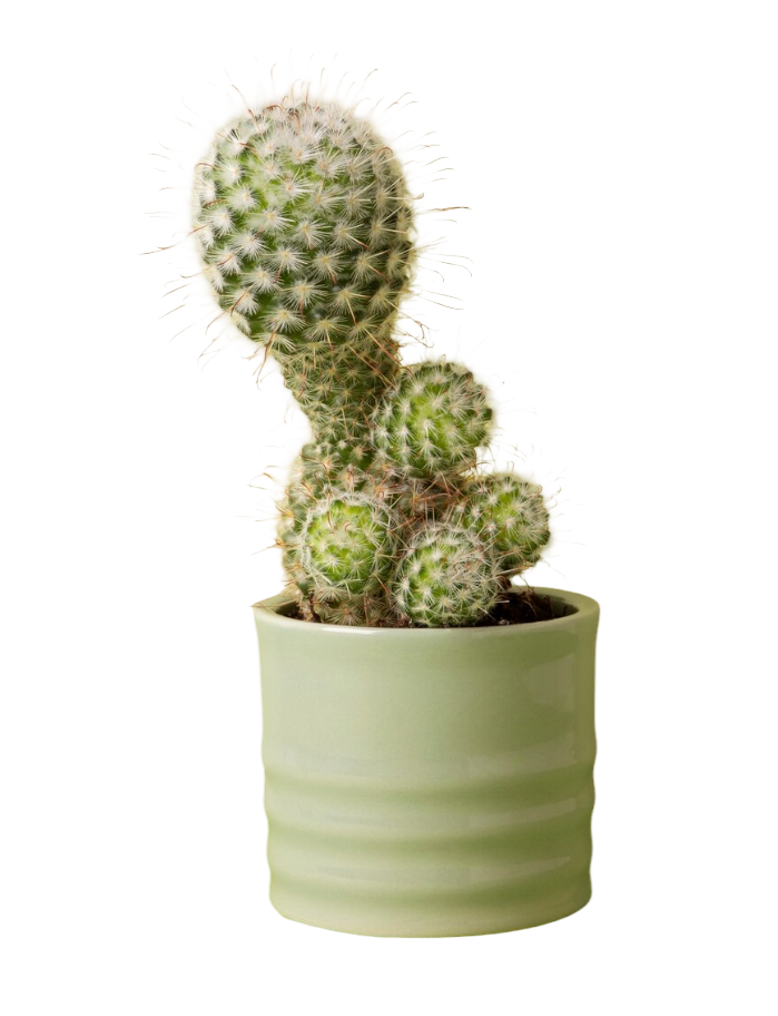 صبار القمر وعاء 9