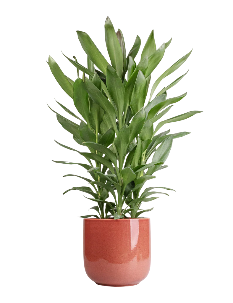 كوردليون غلوكا 3pp وعاء 35